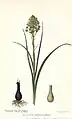 Planche botanique de 1916