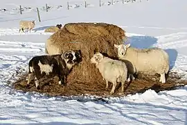 Moutons dans la neige se nourrissant d'une balle d'ensilage posée dans un râtelier cylindrique (après retrait du plastique). Îles Shetland, Grande-Bretagne