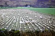 Moutons pâturant des navets fourragers, Argyll (Écosse). Les moutons avaient chassé les tenants (tenanciers) écossais de leurs terres ancestrales.