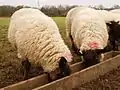 Une mangeoire en bois pour moutons