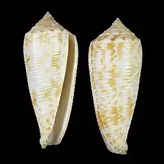 Description de l'image Shell Conus sogodensis.jpg.