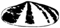 Logo shell 1900-1904