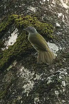 Description de l'image Shelley's Greenbul - Kakamega Kenya 06 2560 (16429612694).jpg.