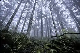 Forêt primaire