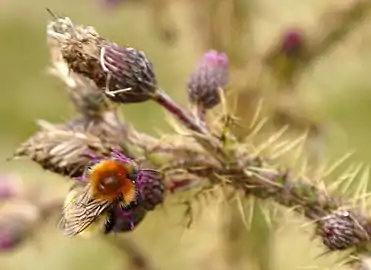 Sous-espèce Bombus muscorum agricolae butinant une Cirse, archipel des Shetland.