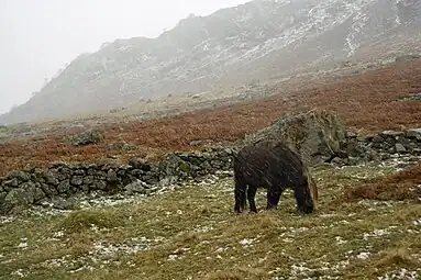 Dans un paysage accidenté et rocheux, un poney noir broute paisiblement alors qu'il est battu par la pluie, la neige et le vent
