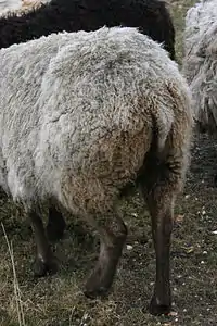 Arrière et queue de Mouton Shetland (race dérivée directement de la première vague)