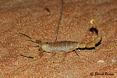 Description de l'image Shield-tailed Scorpion.jpg.