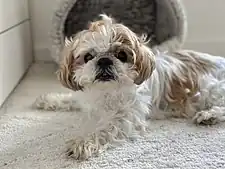 Shih tzu.