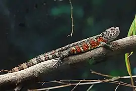 Lézard crocodile de Chine(Shinisaurus crocodilurus)