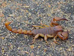 Description de l'image Shiny Burrowing Scorpion (Opistophthalmus glabrifrons) (12751457164).jpg.