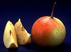 Description de l'image Shipova fruit.jpg.