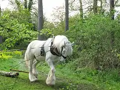 Dans une forêt, un cheval gris tire un tronc coupé.