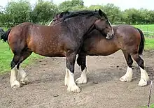 Deux imposants chevaux de trait bruns aux jambes blanches, placés tête-bêche.