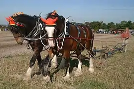 Deux chevaux bais de trois-quart face tirent une charrue à travers un champ, un homme étant en arrière plan.