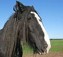 Photo de la tête d'un cheval noir avec une grande liste blanche et une longue crinière noire.