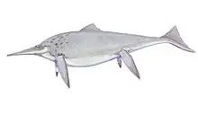 Reconstitution moderne de Shonisaurus popularis, plus allongé, sans aileron dorsal et avec une nageoire caudale plus simple.