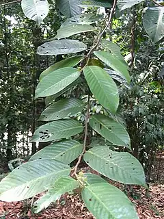 Description de l'image Shorea leprosula - feuilles.jpg.