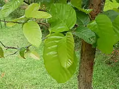 Feuillage, arbre cultivé dans le Jardin botanique de la reine Sirikit, Thaïlande