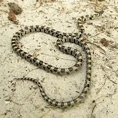 Description de l'image Short-Tailed Snake Central Florida.jpg.
