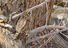 Un Hibou des marais regardant vers la droite, devant un arbre dont l’écorce rappelle le plumage du hibou.