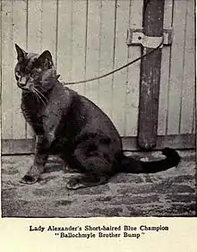 Photographie d'un chat gris assis et tenu en laisse