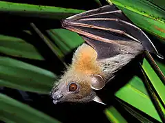 Description de l'image Short-nosed Indian Fruit Bat (Cynopterus sphinx) Photograph By Shantanu Kuveskar.jpg.