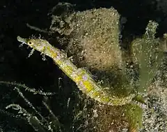 Acentronura tentaculata