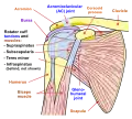 Schéma de l'articulation de l'épaule (vue antérieure).