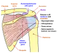 Schéma de l'articulation de l'épaule (vue postérieure).