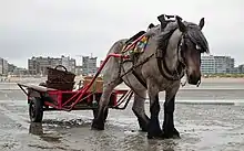 Pêche aux crevettes à cheval à Oostduinkerke