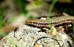 Description de l'image Siamak sabet-Darevskia defilippii (Alborz Lizard) 04.jpg.