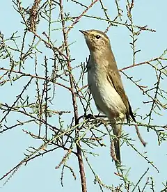 Oiseau perché sur une branche de face et dressé.