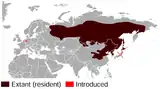 Aire de répartition du Tamia de Sibérie