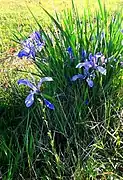 Iris sibirica en Sibérie orientale.