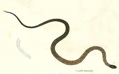 Description de l'image Sibynophis melanocephalus Hardwicke.jpg.