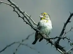 Description de l'image Sicalis taczanowskii - Sulphur-throated Finch - male.jpg.