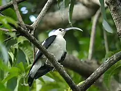 Description de l'image Sickle-billed Vanga, Ankarafantsika National Park, Madagascar.jpg.