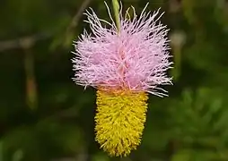 Détail de la fleur