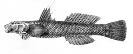 Sicyopterus laticeps