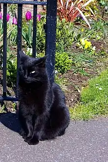 Sid, un chat noir, attend les usagers pour les accueillir, devant la bibliothèque de Rock Road à Cambridge, au Royaume-Uni.