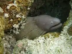 Une murène à œil blanc (Gymnothorax thyrsoideus)