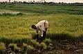 Projet FAO de culture du riz asiatique en Sierra Leone, à la station de Rolako, près de Makeni.