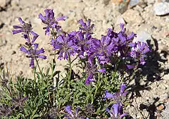 Description de l'image Sierra penstemon Penstemon heterodoxus.jpg.