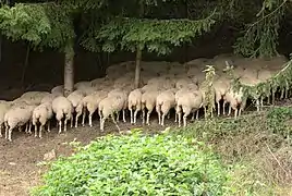 « La siesta del borrego » - Ochagavía.