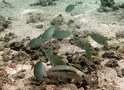 Un groupe de sigans vermiculés (Siganus argenteus)