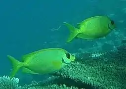 Un couple de poissons-lapins tachetés (Siganus corallinus)