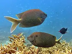 Un couple de poissons-lapins étoilés (Siganus stellatus)