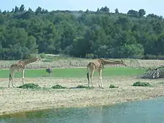 Girafes du Kordofan.