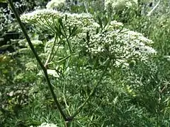 Vue d'une plante aux fleurs blanches disposées en ombelles